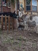 Filename=20170528_030.jpg
Filesize=773KiB
Dimensions=1536x2048
Date added=Dec 22, 2018 20170528_030.jpg