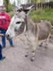 Filename=20170528_032.jpg
Filesize=1184KiB
Dimensions=1536x2048
Date added=Dec 22, 2018 20170528_032.jpg