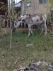 Filename=20170528_033.jpg
Filesize=781KiB
Dimensions=1536x2048
Date added=Dec 22, 2018 20170528_033.jpg
