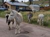 Filename=20170528_035.jpg
Filesize=793KiB
Dimensions=2048x1536
Date added=Dec 22, 2018 20170528_035.jpg
