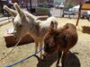 Filename=20170624_005.jpg
Filesize=885KiB
Dimensions=2048x1536
Date added=Dec 23, 2018 20170624_005.jpg