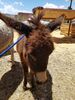 Filename=20170624_006.jpg
Filesize=718KiB
Dimensions=1536x2048
Date added=Dec 23, 2018 20170624_006.jpg