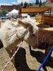 Filename=20170624_007.jpg
Filesize=753KiB
Dimensions=1536x2048
Date added=Dec 23, 2018 20170624_007.jpg