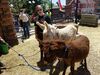 Filename=20170624_010.jpg
Filesize=917KiB
Dimensions=2048x1536
Date added=Dec 23, 2018 20170624_010.jpg