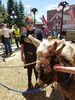 Filename=20170624_011.jpg
Filesize=858KiB
Dimensions=1536x2048
Date added=Dec 23, 2018 20170624_011.jpg