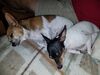 Filename=20170625_005.jpg
Filesize=548KiB
Dimensions=2048x1536
Date added=Dec 23, 2018 20170625_005.jpg