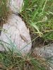 Filename=20170629_019.jpg
Filesize=944KiB
Dimensions=1536x2048
Date added=Dec 23, 2018 20170629_019.jpg