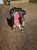 Filename=20170629_054.jpg
Filesize=731KiB
Dimensions=1536x2048
Date added=Dec 23, 2018 20170629_054.jpg