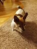Filename=20170630_011.jpg
Filesize=514KiB
Dimensions=1536x2048
Date added=Dec 23, 2018 20170630_011.jpg