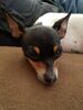 Filename=20170704_002.jpg
Filesize=327KiB
Dimensions=1536x2048
Date added=Dec 23, 2018 20170704_002.jpg