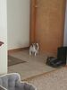 Filename=20170707_002.jpg
Filesize=320KiB
Dimensions=1536x2048
Date added=Dec 23, 2018 20170707_002.jpg