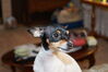 Filename=20170712_036.jpg
Filesize=248KiB
Dimensions=2047x1360
Date added=Dec 23, 2018 20170712_036.jpg