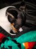 Filename=20170718_003.jpg
Filesize=570KiB
Dimensions=1536x2048
Date added=Dec 23, 2018 20170718_003.jpg