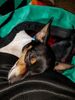 Filename=20170718_006.jpg
Filesize=553KiB
Dimensions=1536x2048
Date added=Dec 23, 2018 20170718_006.jpg