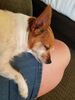 Filename=20170722_004.jpg
Filesize=570KiB
Dimensions=1536x2048
Date added=Dec 23, 2018 20170722_004.jpg