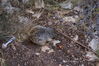 Filename=20170727_036.jpg
Filesize=720KiB
Dimensions=2047x1360
Date added=Dec 23, 2018 20170727_036.jpg