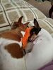 Filename=20170731_001.jpg
Filesize=407KiB
Dimensions=1536x2048
Date added=Dec 23, 2018 20170731_001.jpg