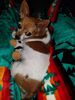 Filename=20170801_001.jpg
Filesize=548KiB
Dimensions=1536x2048
Date added=Dec 24, 2018 20170801_001.jpg