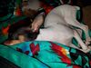 Filename=20170801_002.jpg
Filesize=511KiB
Dimensions=2048x1536
Date added=Dec 24, 2018 20170801_002.jpg
