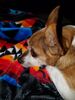 Filename=20170810_001.jpg
Filesize=570KiB
Dimensions=1536x2048
Date added=Dec 24, 2018 20170810_001.jpg
