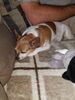 Filename=20170813_003.jpg
Filesize=509KiB
Dimensions=1536x2048
Date added=Dec 24, 2018 20170813_003.jpg