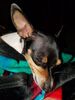 Filename=20170824_001.jpg
Filesize=549KiB
Dimensions=1536x2048
Date added=Dec 24, 2018 20170824_001.jpg
