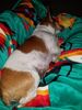 Filename=20170824_002.jpg
Filesize=617KiB
Dimensions=1536x2048
Date added=Dec 24, 2018 20170824_002.jpg