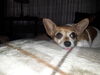 Filename=20170828_001.jpg
Filesize=321KiB
Dimensions=2048x1536
Date added=Dec 24, 2018 20170828_001.jpg