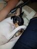 Filename=20170907_001.jpg
Filesize=469KiB
Dimensions=1536x2048
Date added=Dec 24, 2018 20170907_001.jpg