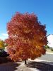 Filename=20171007_030.jpg
Filesize=876KiB
Dimensions=1536x2048
Date added=Dec 24, 2018 20171007_030.jpg