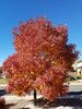 Filename=20171007_031.jpg
Filesize=988KiB
Dimensions=1536x2048
Date added=Dec 24, 2018 20171007_031.jpg
