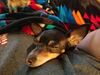 Filename=20171009_002.jpg
Filesize=448KiB
Dimensions=2048x1536
Date added=Dec 24, 2018 20171009_002.jpg