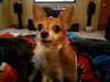 Filename=20171009_003.jpg
Filesize=356KiB
Dimensions=2048x1536
Date added=Dec 24, 2018 20171009_003.jpg