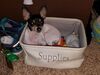 Filename=20171030_006.jpg
Filesize=680KiB
Dimensions=2048x1536
Date added=Dec 24, 2018 20171030_006.jpg