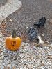 Filename=20171031_008.jpg
Filesize=1077KiB
Dimensions=1536x2048
Date added=Dec 24, 2018 20171031_008.jpg
