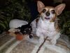 Filename=20171102_002.jpg
Filesize=473KiB
Dimensions=2048x1536
Date added=Dec 24, 2018 20171102_002.jpg