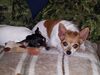 Filename=20171102_003.jpg
Filesize=473KiB
Dimensions=2048x1536
Date added=Dec 24, 2018 20171102_003.jpg