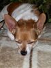 Filename=20171102_004.jpg
Filesize=510KiB
Dimensions=1536x2048
Date added=Dec 24, 2018 20171102_004.jpg