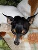 Filename=20171102_005.jpg
Filesize=477KiB
Dimensions=1536x2048
Date added=Dec 24, 2018 20171102_005.jpg
