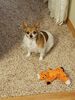 Filename=20171115_001.jpg
Filesize=599KiB
Dimensions=1536x2048
Date added=Dec 24, 2018 20171115_001.jpg