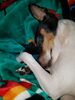 Filename=20171130_003.jpg
Filesize=552KiB
Dimensions=1536x2048
Date added=Dec 24, 2018 20171130_003.jpg