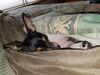 Filename=20171207_003.jpg
Filesize=576KiB
Dimensions=2048x1536
Date added=Dec 24, 2018 20171207_003.jpg