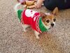 Filename=20171225_028.jpg
Filesize=835KiB
Dimensions=2048x1536
Date added=Dec 24, 2018 20171225_028.jpg