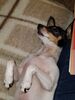 Filename=20180109_003.jpg
Filesize=476KiB
Dimensions=1536x2048
Date added=Dec 24, 2018 20180109_003.jpg