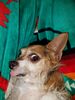 Filename=20180109_004.jpg
Filesize=712KiB
Dimensions=1536x2048
Date added=Dec 24, 2018 20180109_004.jpg
