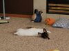 Filename=20180116_001.jpg
Filesize=374KiB
Dimensions=2048x1536
Date added=Dec 24, 2018 20180116_001.jpg