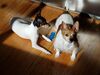 Filename=20180116_003.jpg
Filesize=334KiB
Dimensions=2048x1536
Date added=Dec 24, 2018 20180116_003.jpg