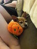 Filename=20180118_001.jpg
Filesize=497KiB
Dimensions=1536x2048
Date added=Dec 24, 2018 20180118_001.jpg
