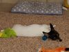 Filename=20180121_002.jpg
Filesize=396KiB
Dimensions=2048x1536
Date added=Dec 24, 2018 20180121_002.jpg