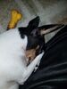Filename=20180214_007.jpg
Filesize=492KiB
Dimensions=1536x2048
Date added=Dec 24, 2018 20180214_007.jpg